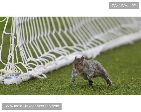 松鼠闯入球场致赫尔城比赛暂停8分钟